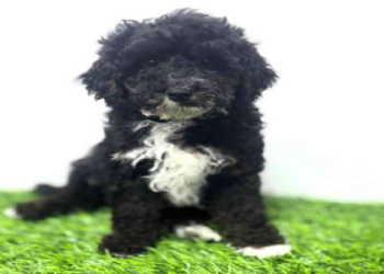 dogs for sale near me puppies