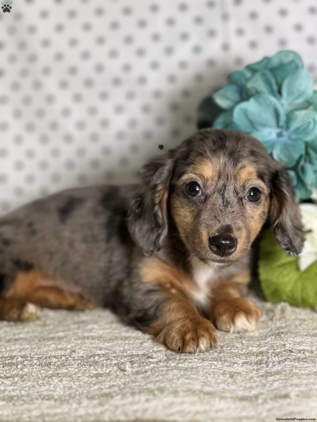dachshund mixed with chihuahua for sale