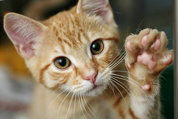 cat paws images
