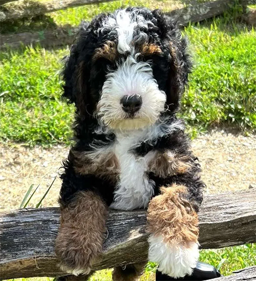 bernedoodle north carolina