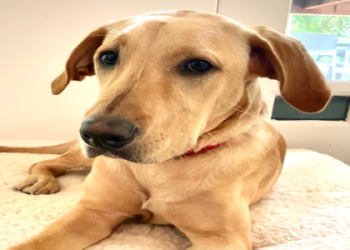great dane lab mix puppies