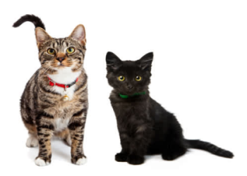 petfinder cats for adoption near me