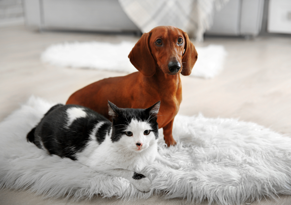 dachshund and cat