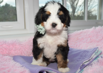 bernedoodle north carolina