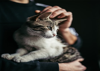 adoption in michigan cost