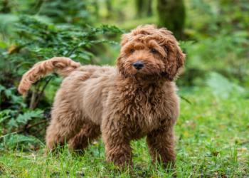 cockapoo rescue new england