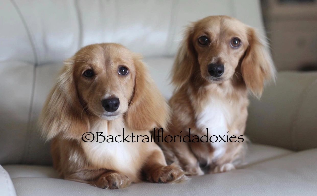 dachshund for sale florida