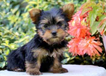 oldest yorkshire terrier