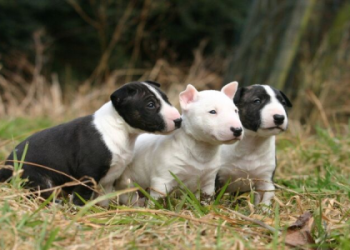 bull terrier puppies for sale in california