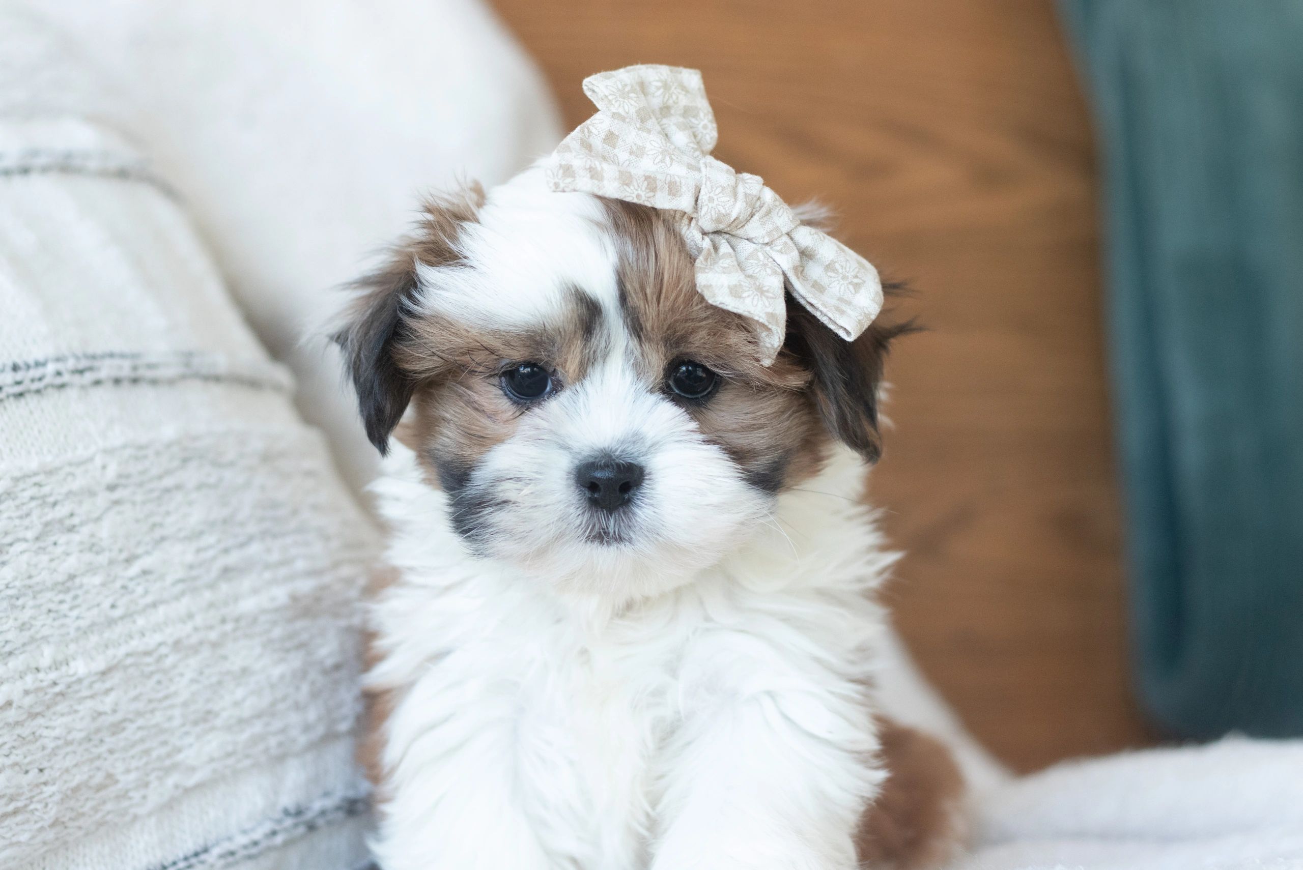 bichon frise shih tzu mix for sale