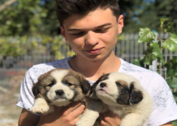 sites like petfinder