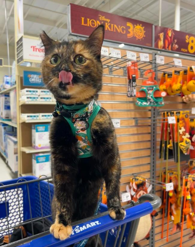 are pets allowed in petsmart