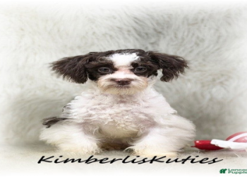 texas maltipoo breeders