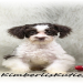 texas maltipoo breeders