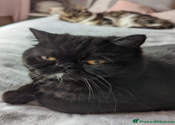 shorthair exotic cat for sale