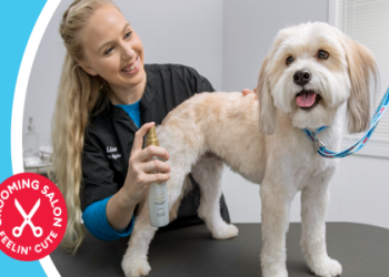 petco grooming services for cats