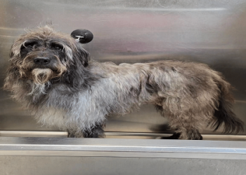 biggest doodle breeds