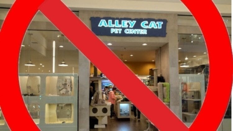 alley cat pet center
