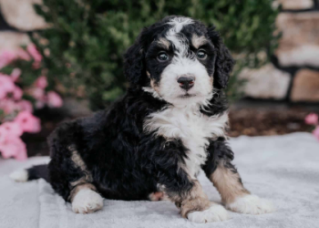 bernedoodle short hair