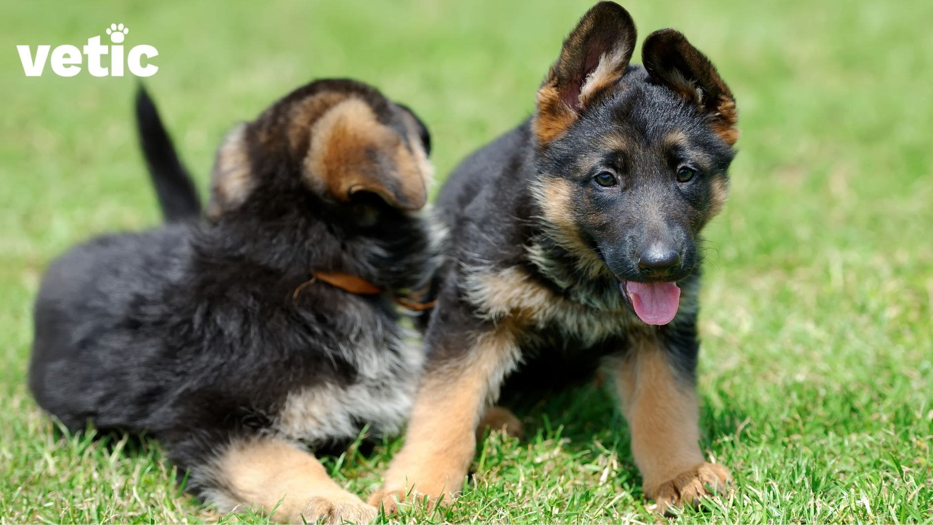 german shepherd puppy in india