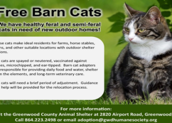 cat rehoming shelters near me