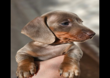 dog puppies for sale near me