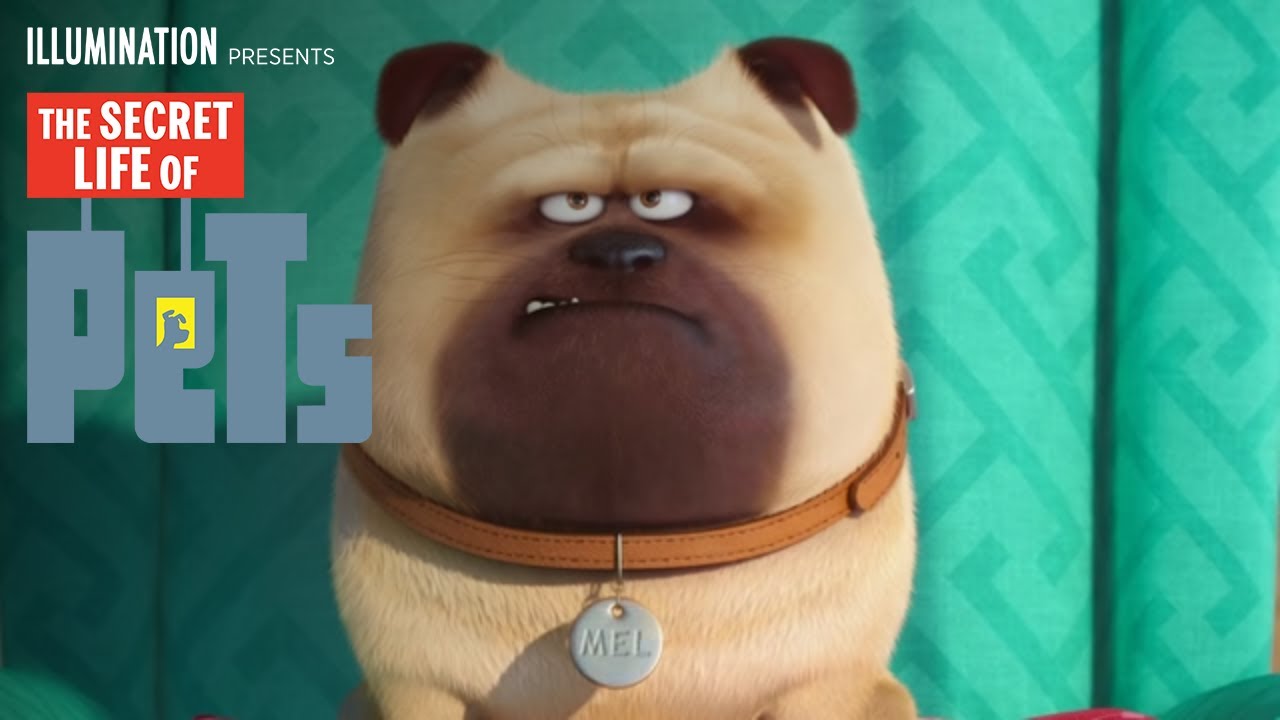 bulldog from secret life of pets
