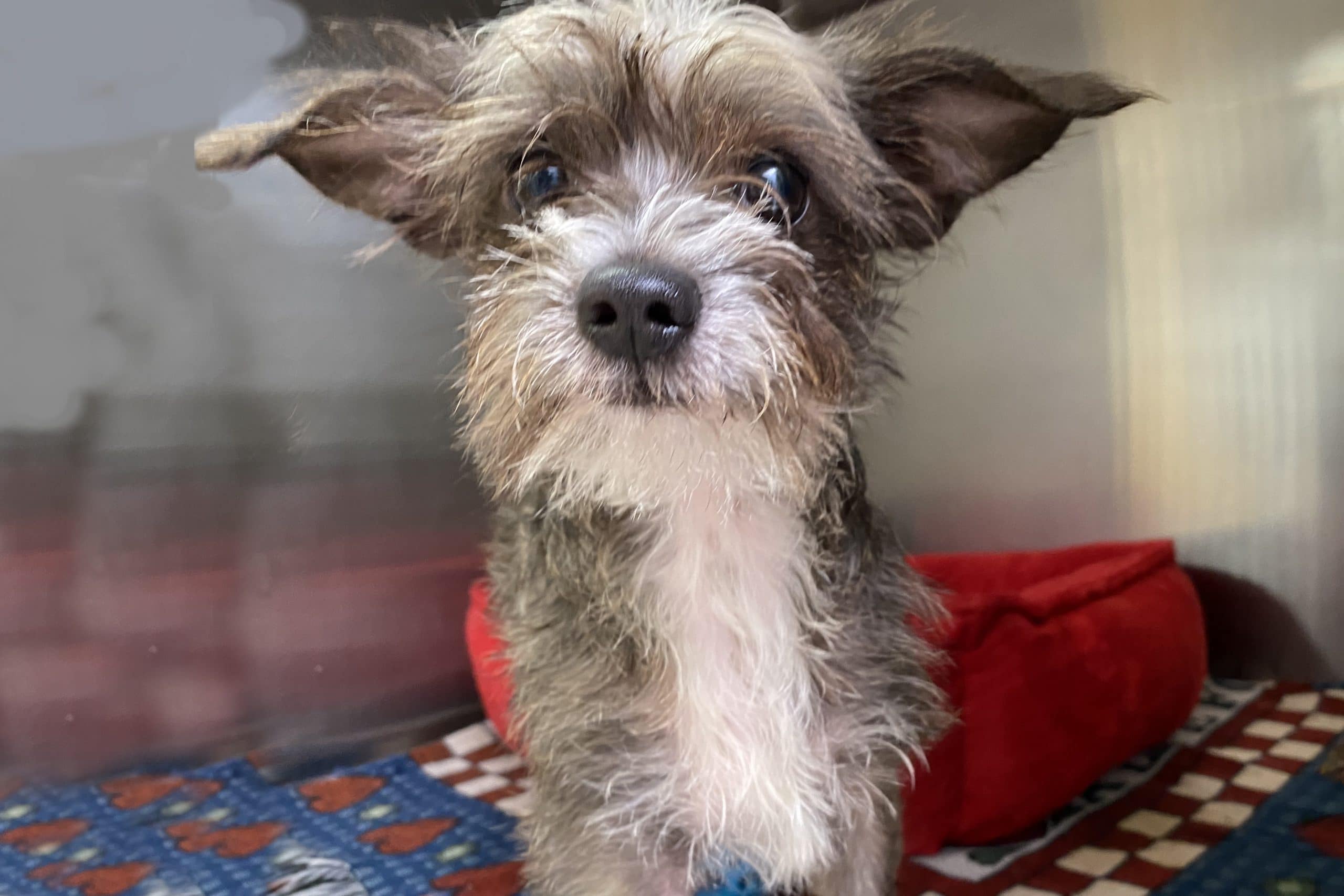 free puppies for seniors