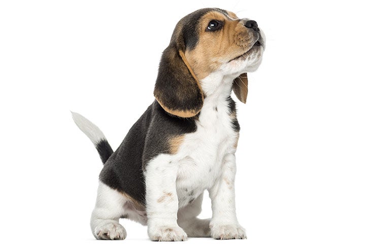 beagle puppies for sale in texas
