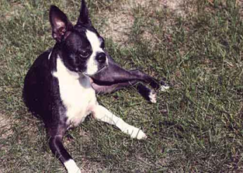 images of boston terrier