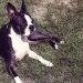 images of boston terrier