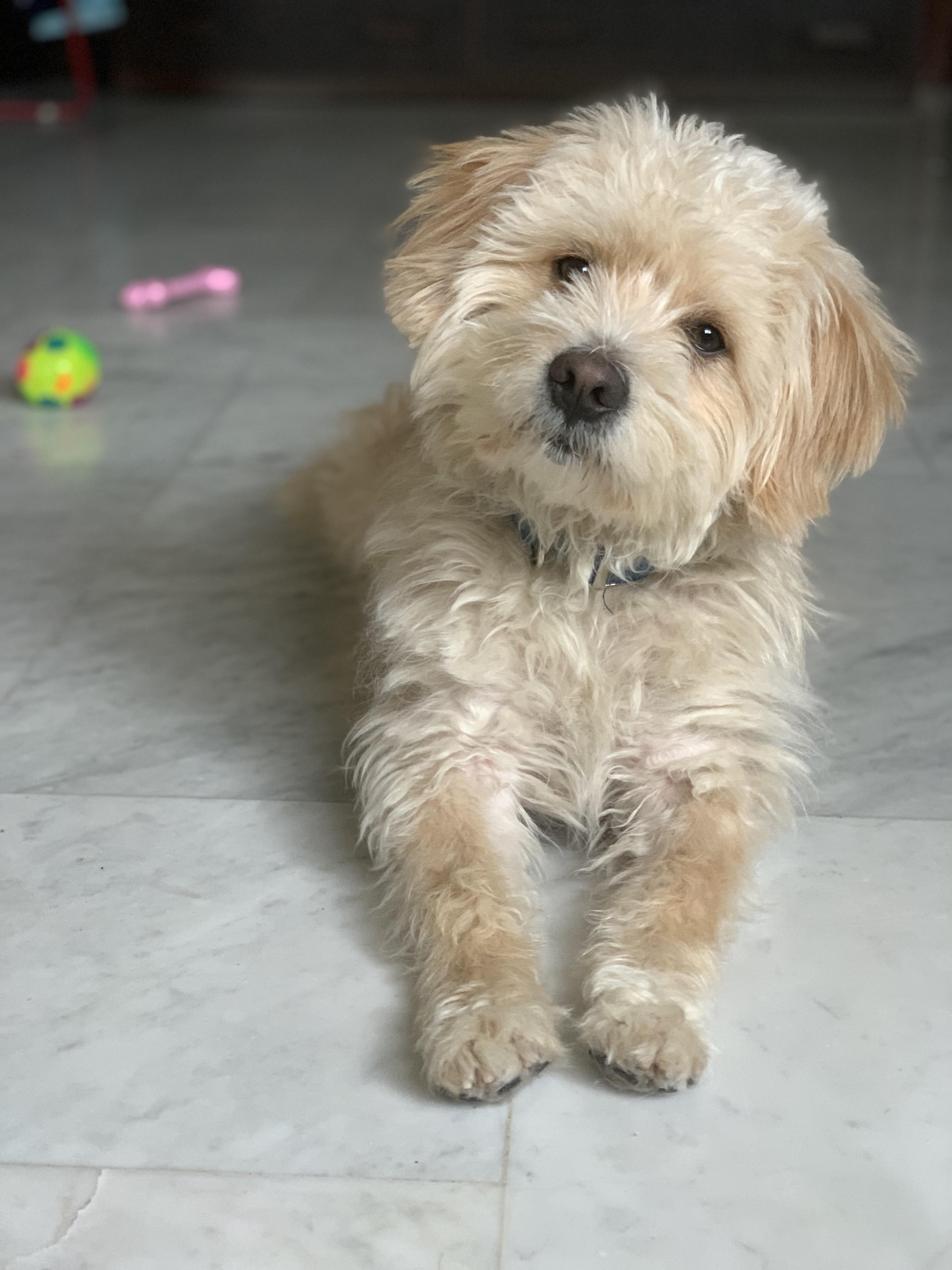 bichon golden retriever