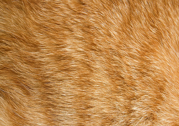 cat fur png