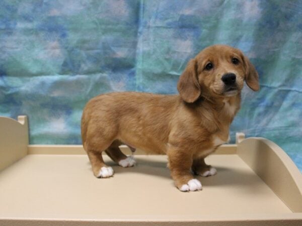 corgi dachshund mix puppies for sale