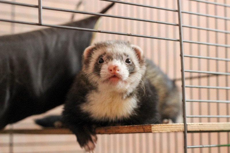 how much are ferrets at petsmart
