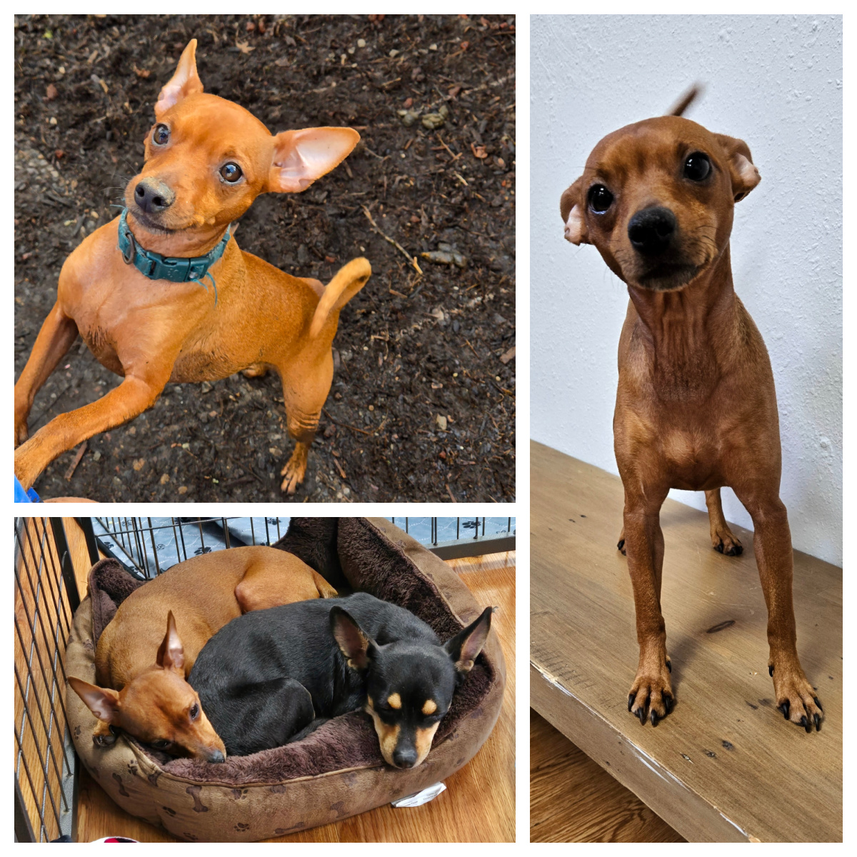 miniature pinscher adoption near me