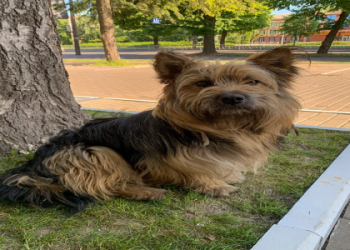 funniest corgi mixes