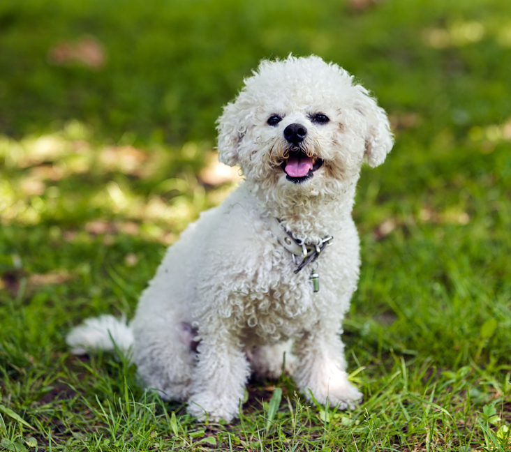 bichon frise rescue florida
