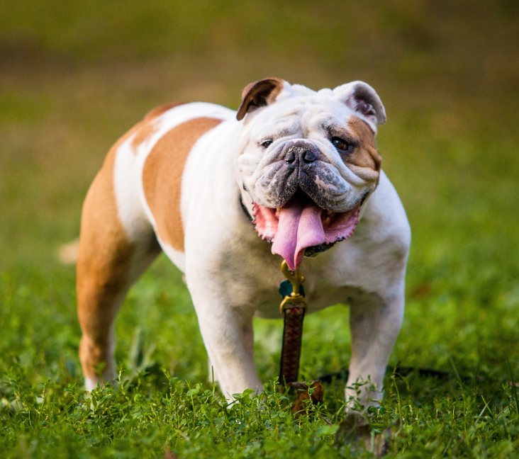 english bulldogs for sale in pa