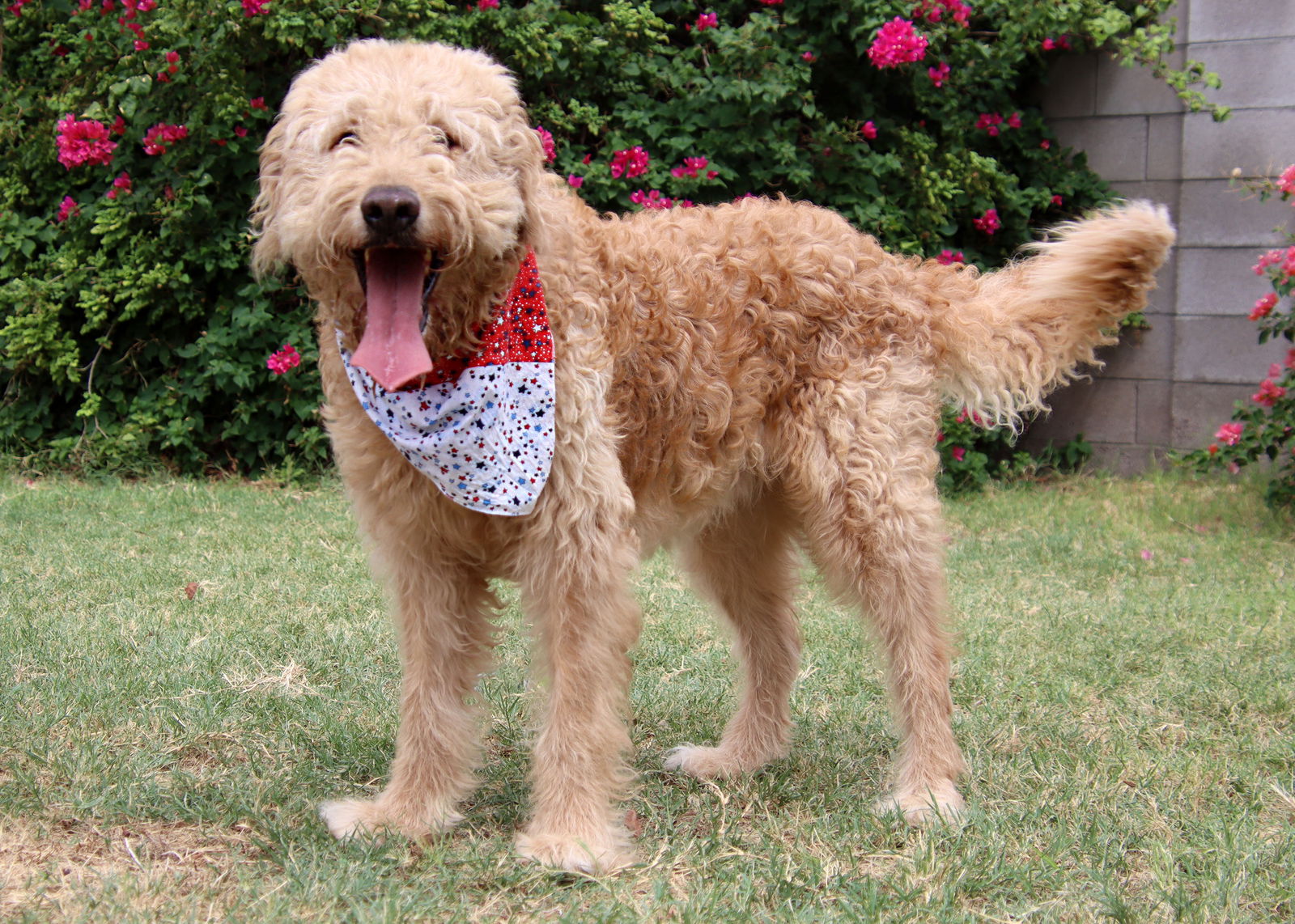 goldendoodle rescue phoenix