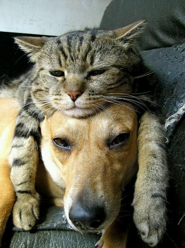 cat and dog best friends