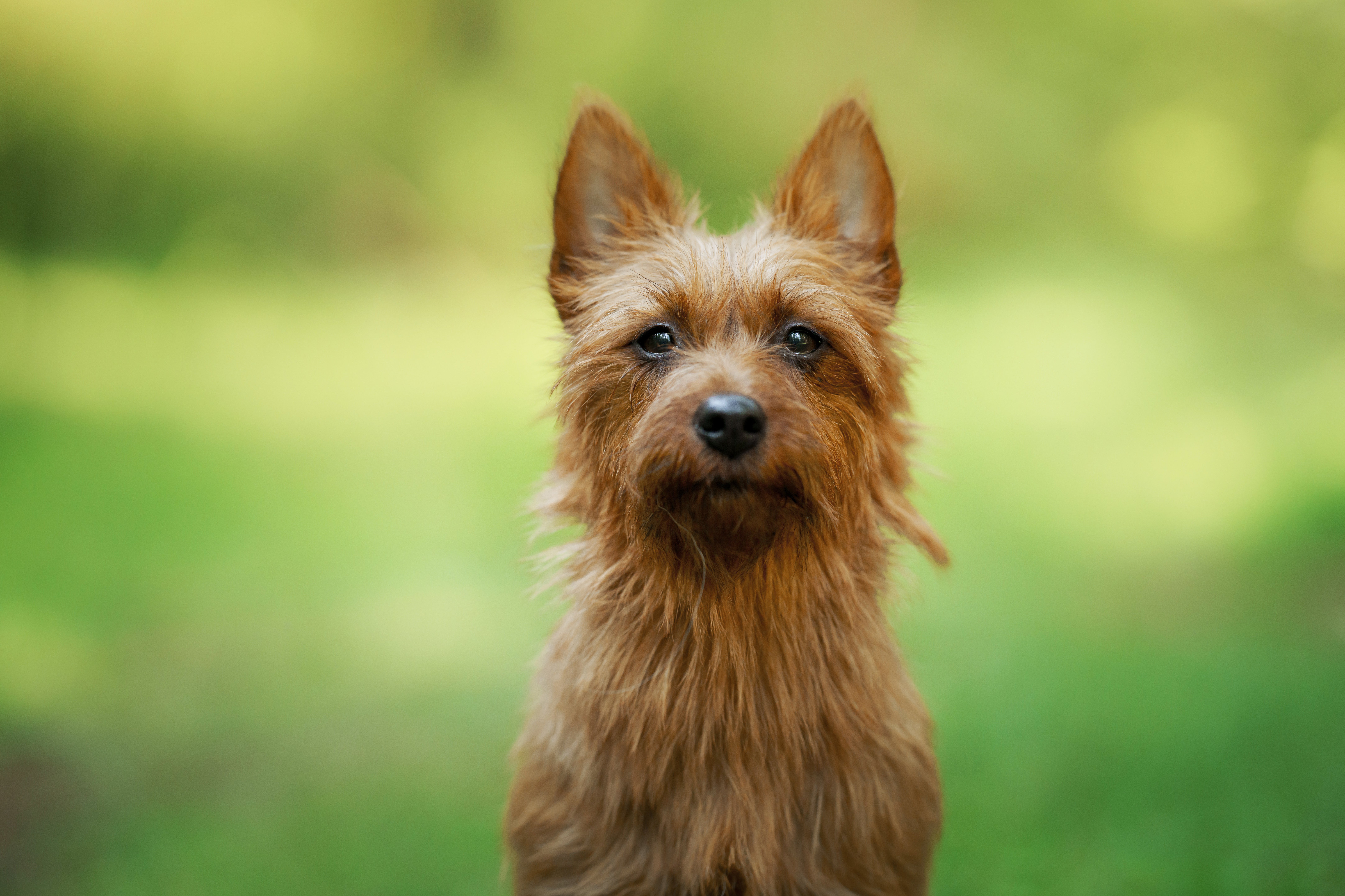 australian terrier puppies for adoption