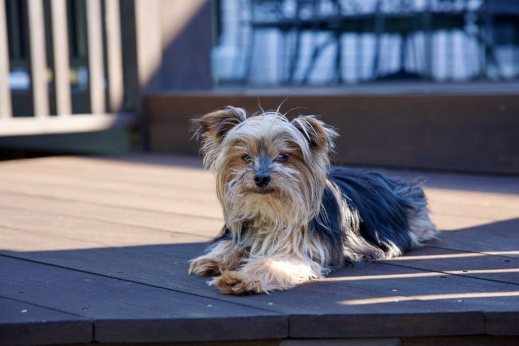 adopt a yorkshire terrier