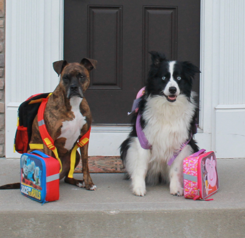 where to drop off a dog