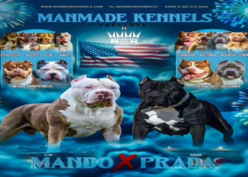 pitbull puppies florida