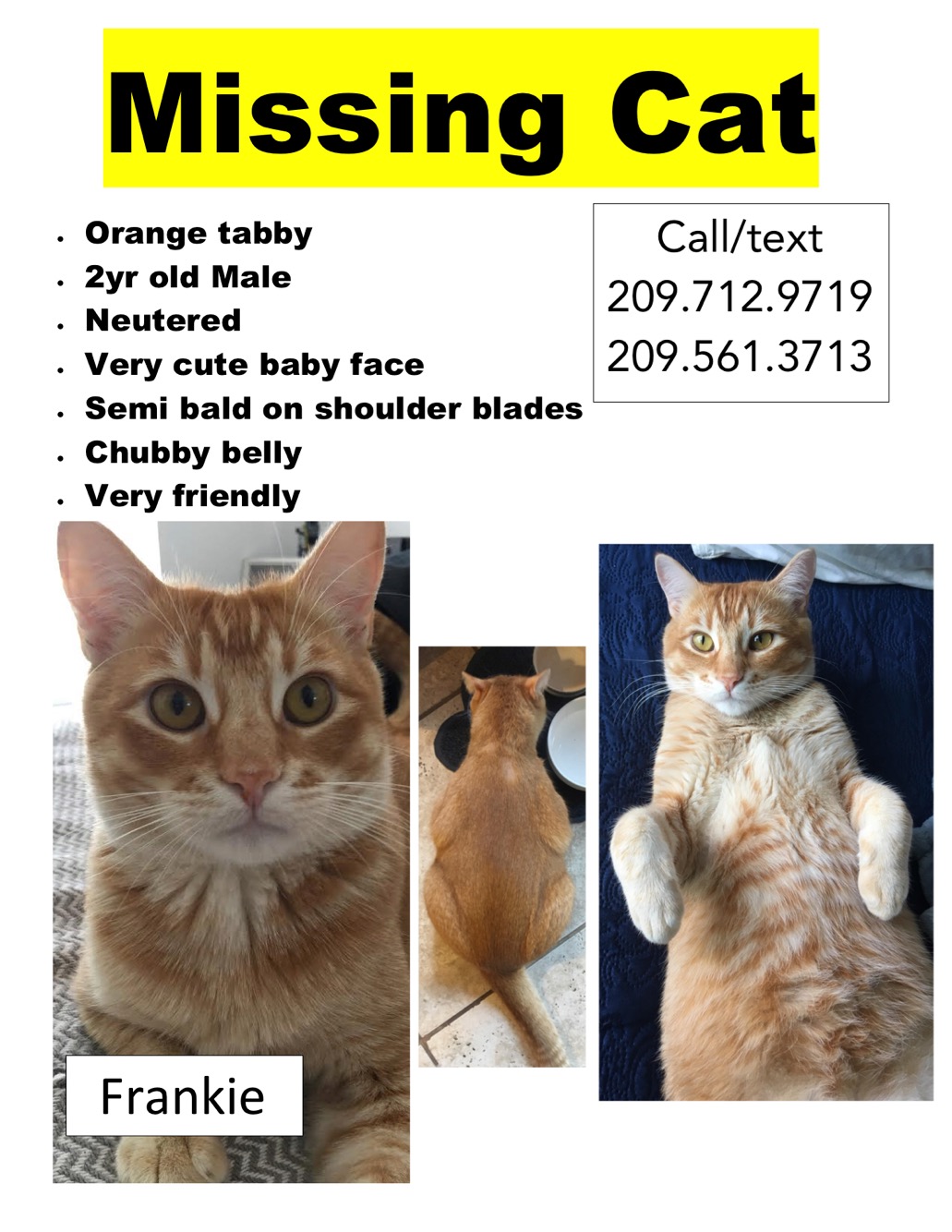 lost orange tabby cat near me