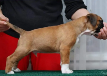 puppies for sale near st louis