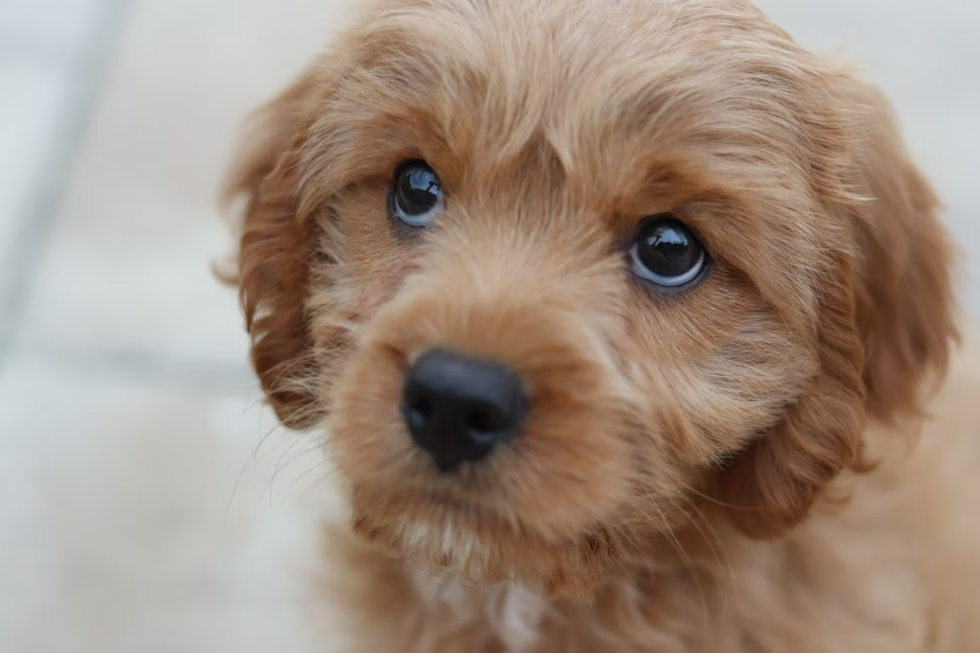 cockapoo for sale chicago