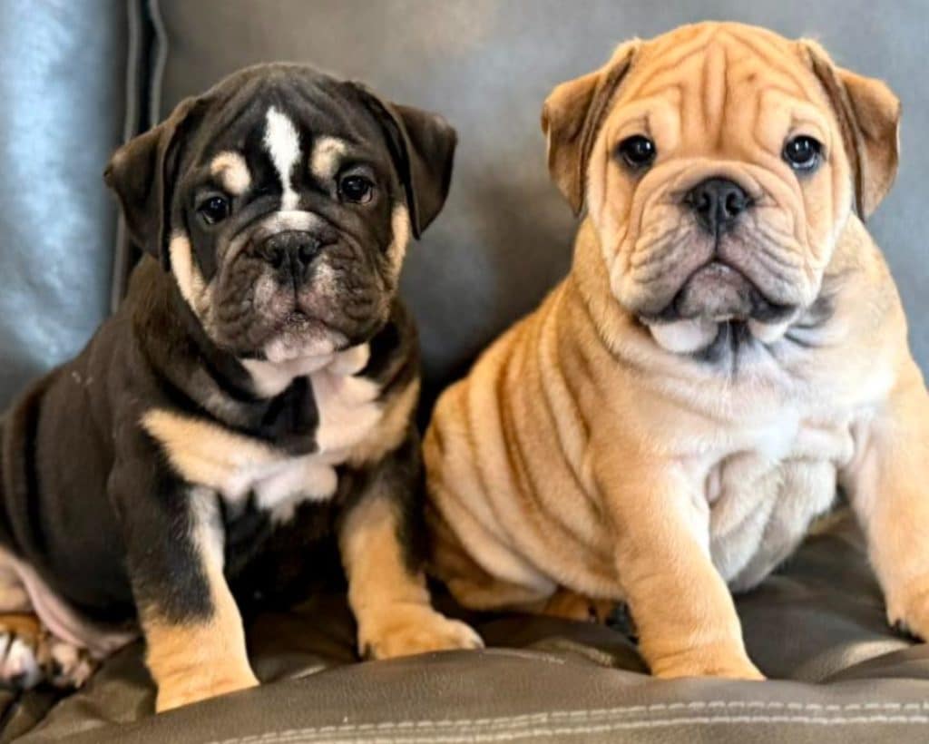 english bulldog breeders indiana