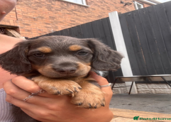 black lab dachshund mix